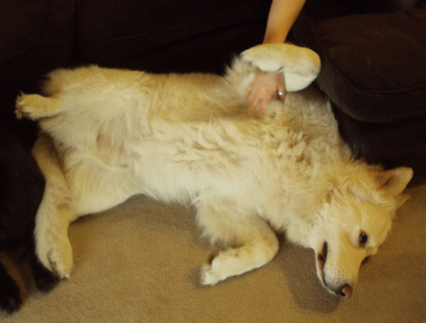 Ice the white german shepherd having his tummy tickled