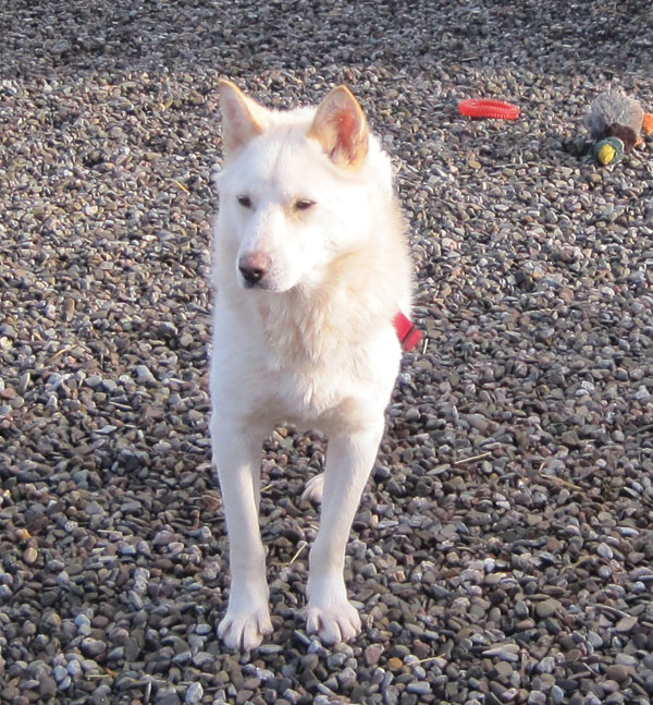 ice gsd husky cross who is very cute