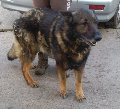 jack gsd needing a wash and brush up