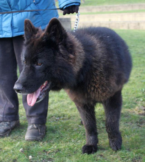 Jacko the german shepherd is like a big cuddly teddy bear