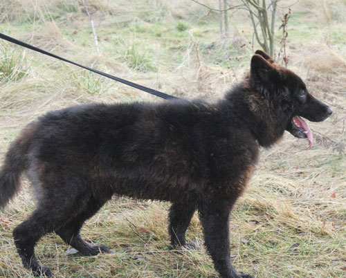 Jacko the german shepherd is a friendly fluffy boy