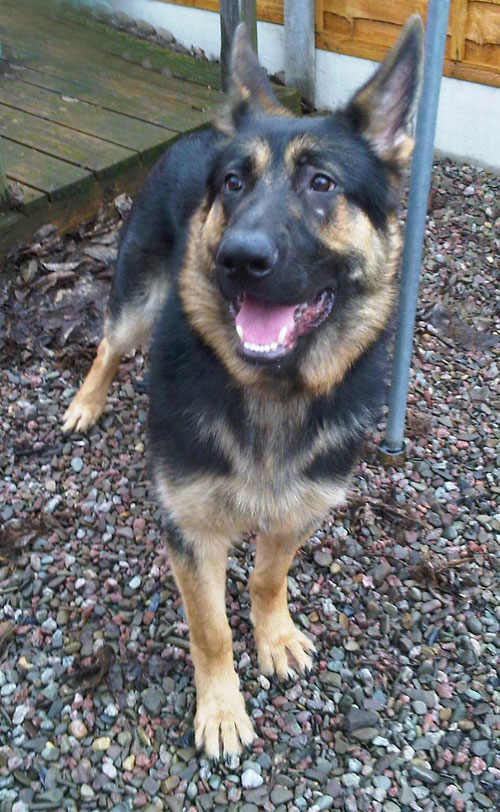 Jackson is a very dark, handsome german shepherd dog