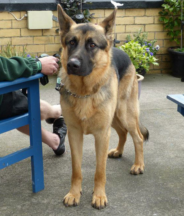 handsome german shepherd dog