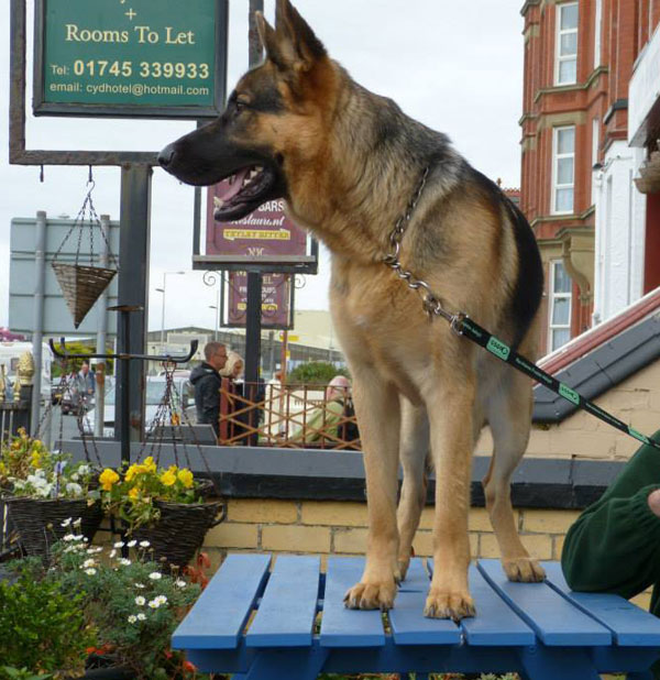 jacob german shepherd standing on a table