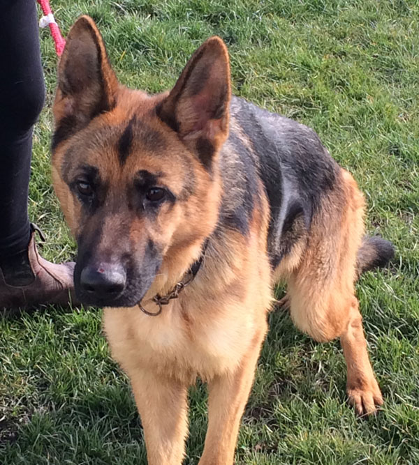 Jäger adolescent gsd that needs basic training