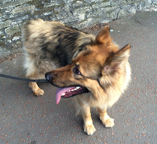 jasper needs a new home where he will get proper exercise