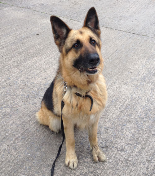 jasper gsd looking for a new home