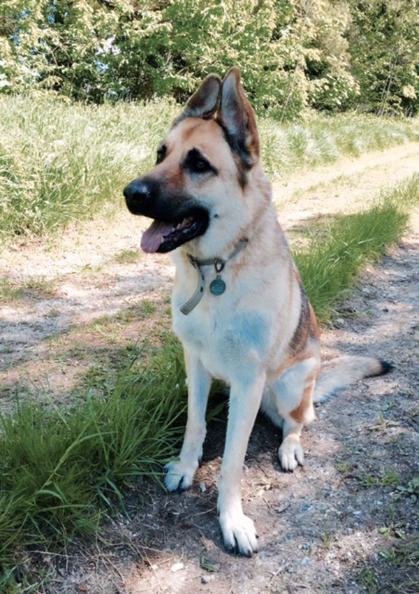 Jax young gsd says - do you want to play ball with me?