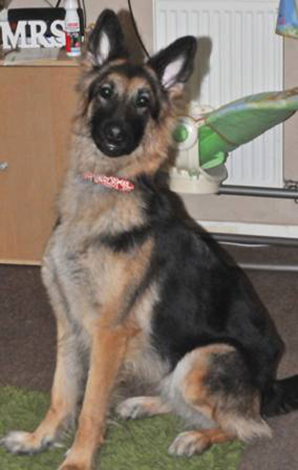 beautiful jazz young german shepherd dog