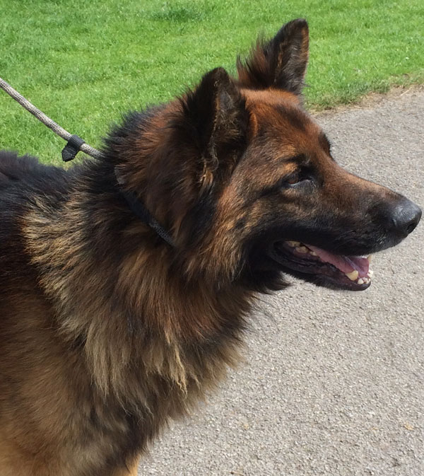 Handsome Jensen long coated german shepherd dog