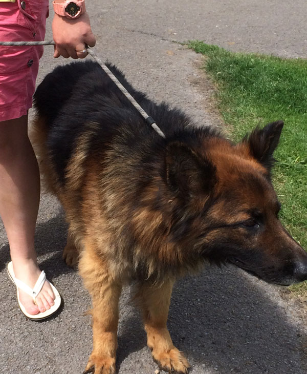 beautiful boy jensen the gsd