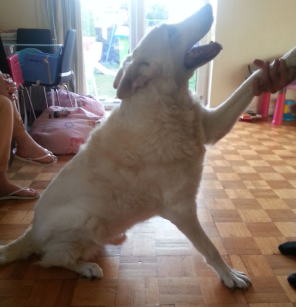 jess white gsd loves to give her paw