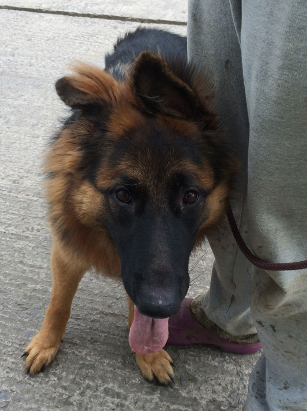 young german shepherd in rescue kennels at 8 months old