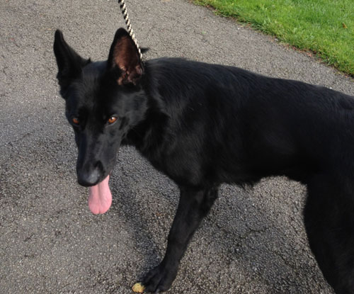 jet short coated black german shepherd