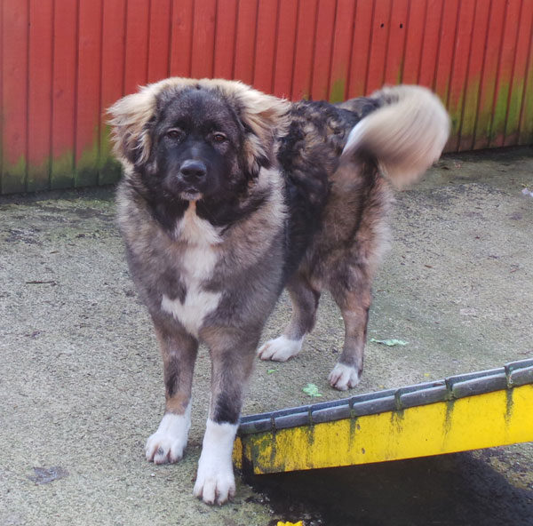 Female 2024 caucasian shepherd