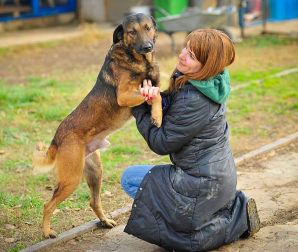 johnny a dog taken from a public shelter in Romania