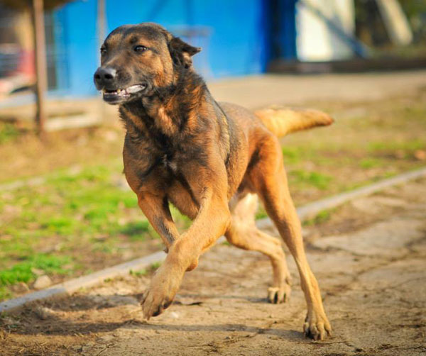 johnny a nice large dog rekeased from the public shelter