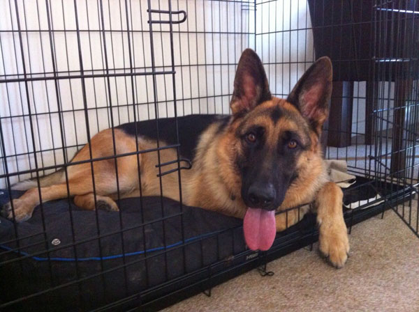 How handsome is german shepherd Kaos?