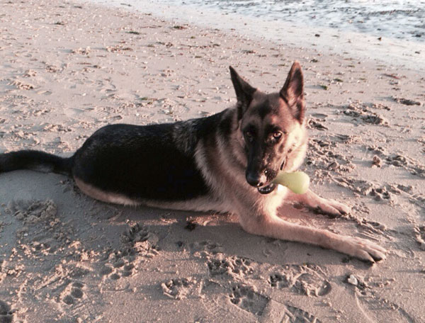 Kaos the german shepherd loves his beach walks