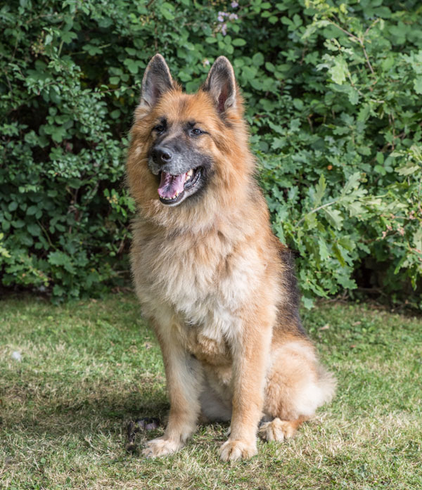 kassy lovely mature german shepherd