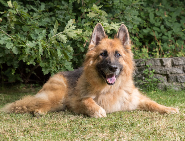 Kassy is the perfect dog and would fit in nicely in any home