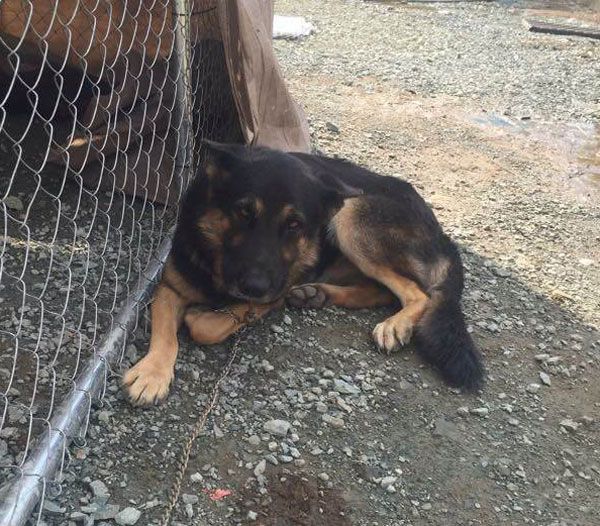 Leon the gsd looks so unhappy at the dog pound