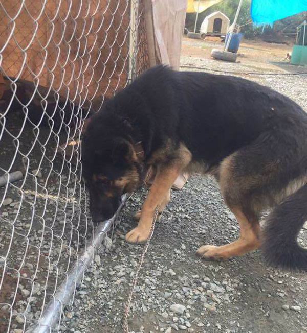 Heartbreaking that humans have done this tothis poor german shepherd