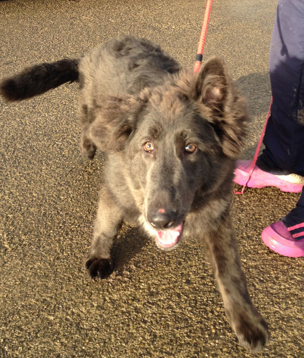 Lilly - beautiful blue semi coated gsd