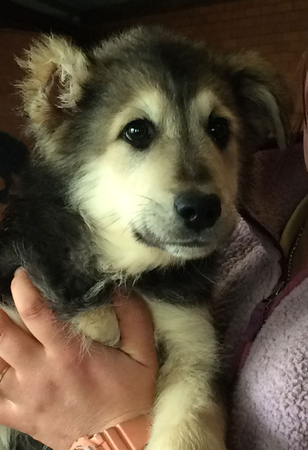 lito the romanian rescue puppy