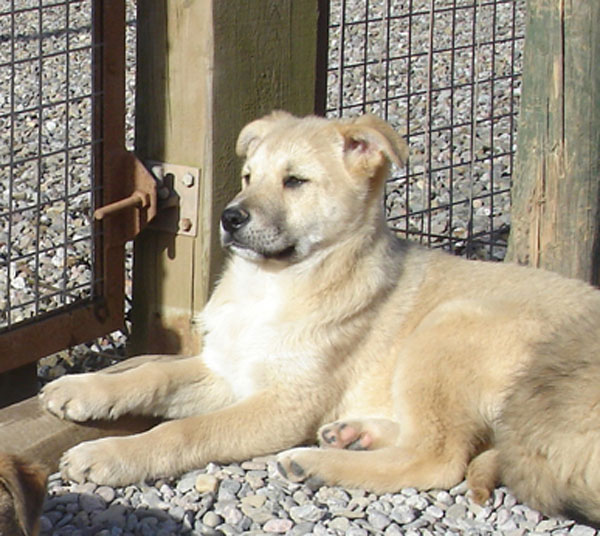 lottie the puppy enjoying sunbathing