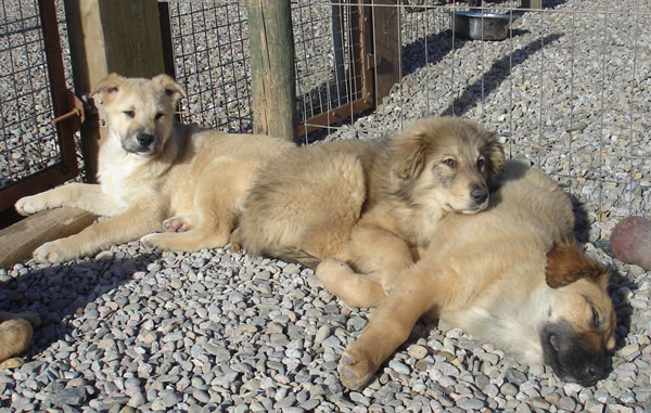 3 puppies all sunbathing