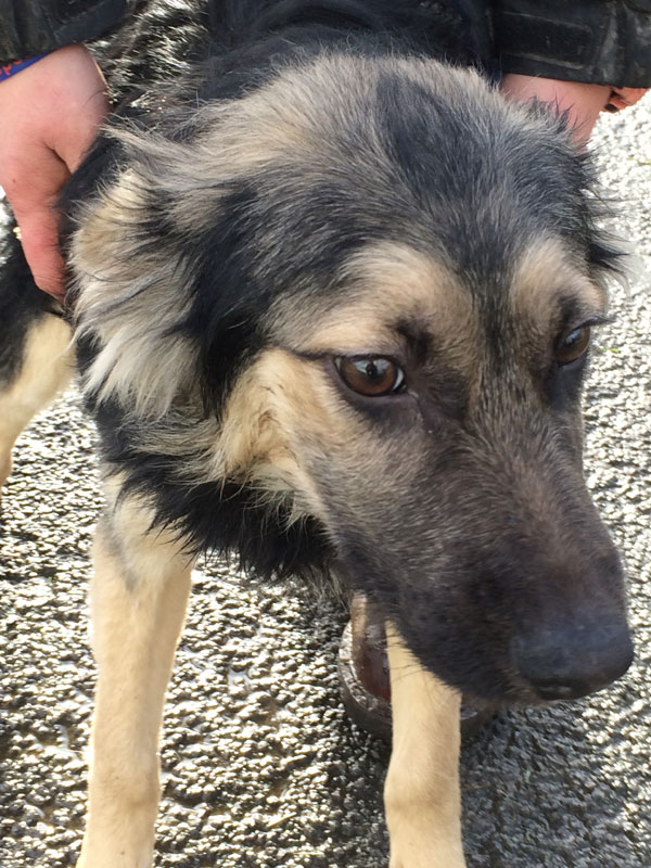 Poor scared Luca the gsd cross needs a kind loving home