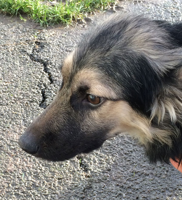 This lovely gsd cross needs a kind loving home