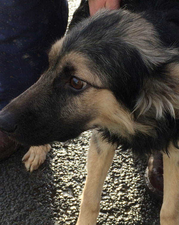 luca the traumatised gsd puppy needs a hug