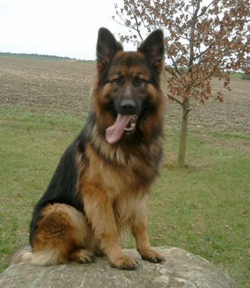 very handsome long coated german shepherd dog luca