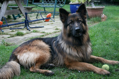 luca the german shepherd loves to play ball