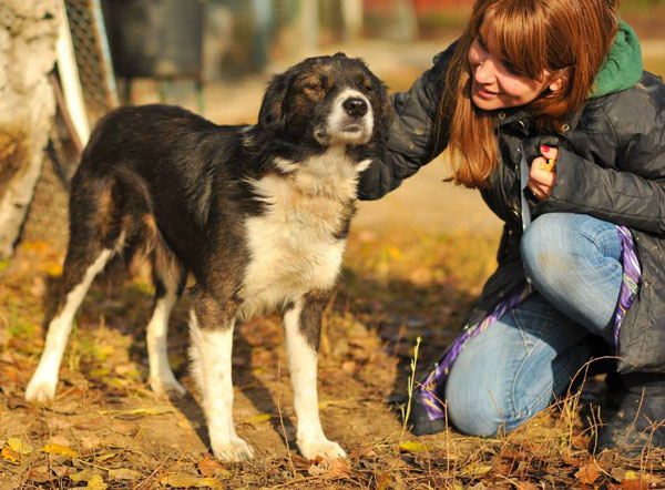 lucky the romanian rescue dog