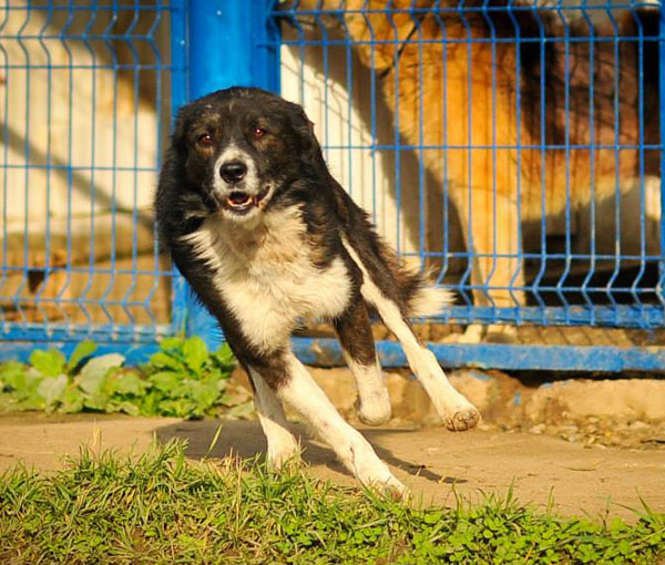 lucky the sheepdog is much happier now he is in a rescue centre