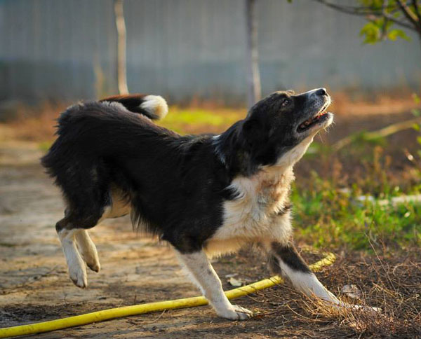 lucky the sheepdog wants to play