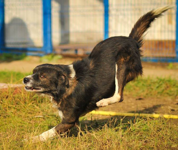 lucky the sheepdog having some fun