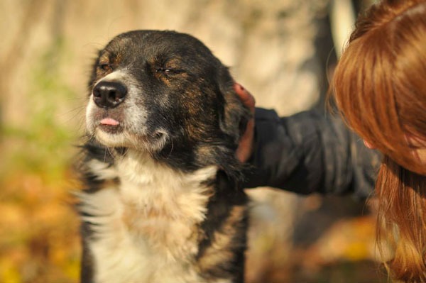 lucky has learnt that not all humans are bad