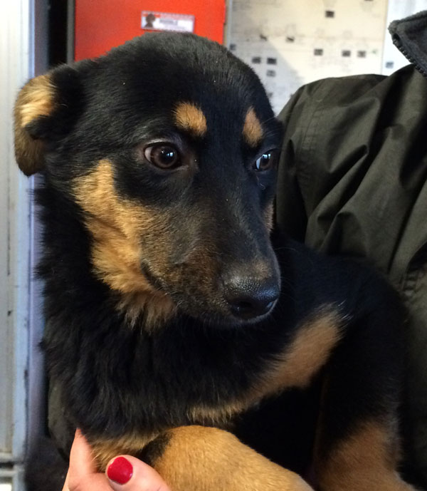 lucy the little puppy looks worried, she has never had a home