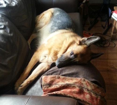 lulu the gsd on the sofa