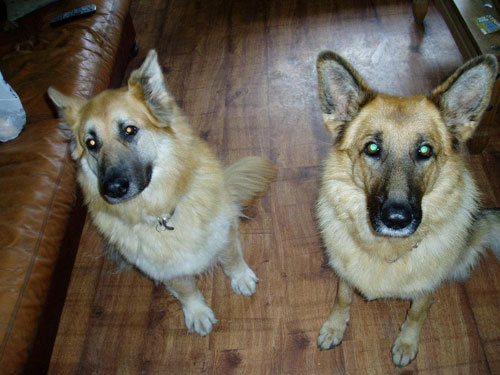 lulu and her other gsd friend