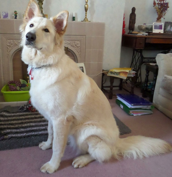 Beautiful 10 month old white german shepherd Luna