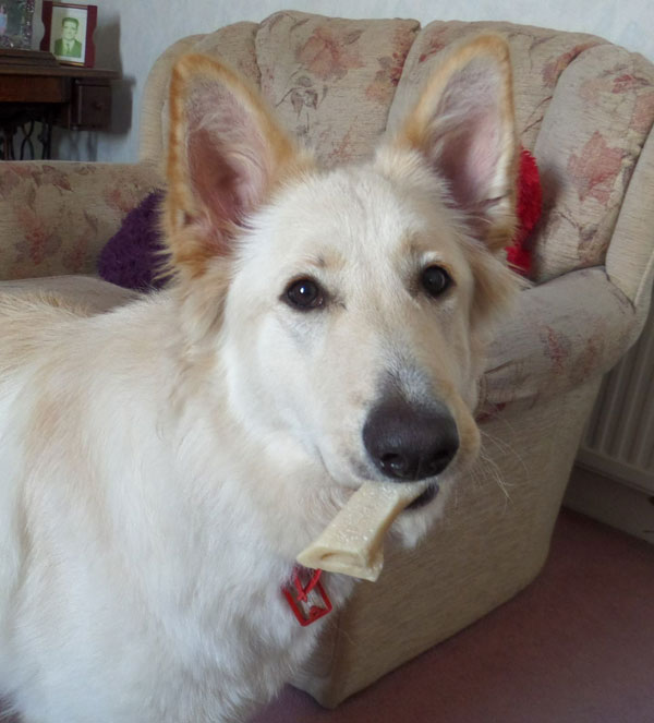 Luna white gsd loves her bone