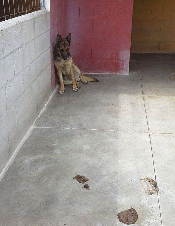 Lunita in the kill shelter looking very sad and depressed