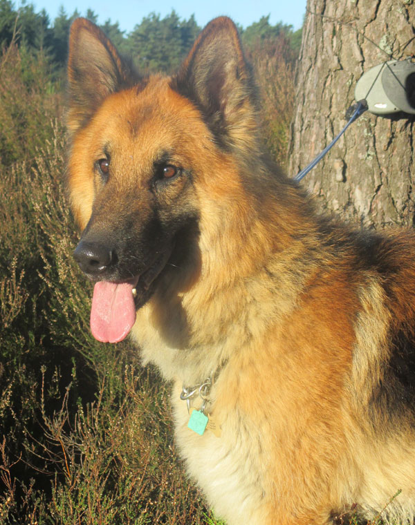 major handsome gsd