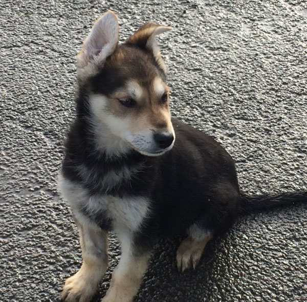 marco the gsd cross puppy just sent the cutometer off the scale