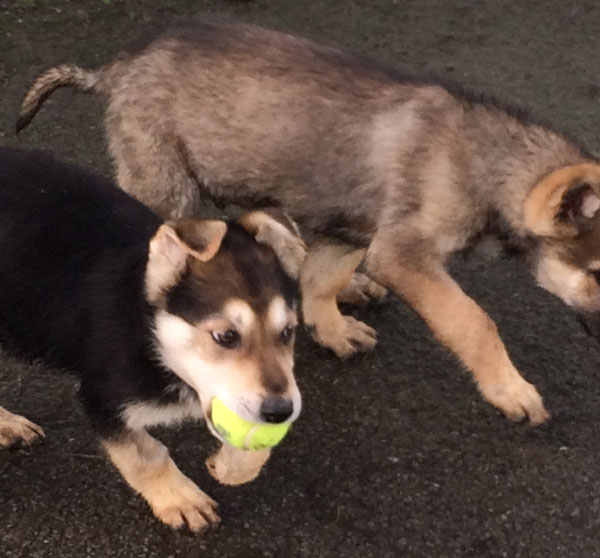 marco the puppy with his one surviving sibling